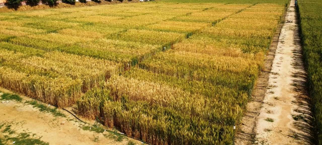 607-Drip_wheat_4.jpg 