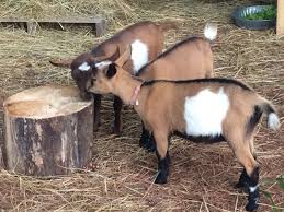 6407-goat.jpg