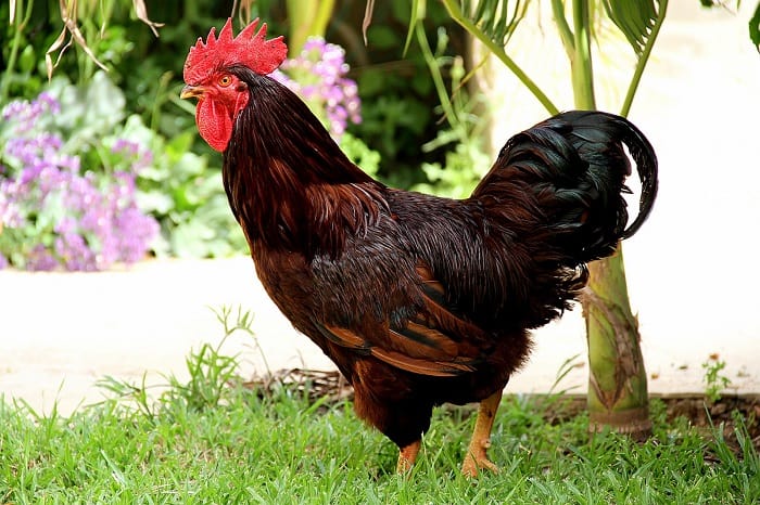 7236-Rhode_Island_Red_Rooster.jpg