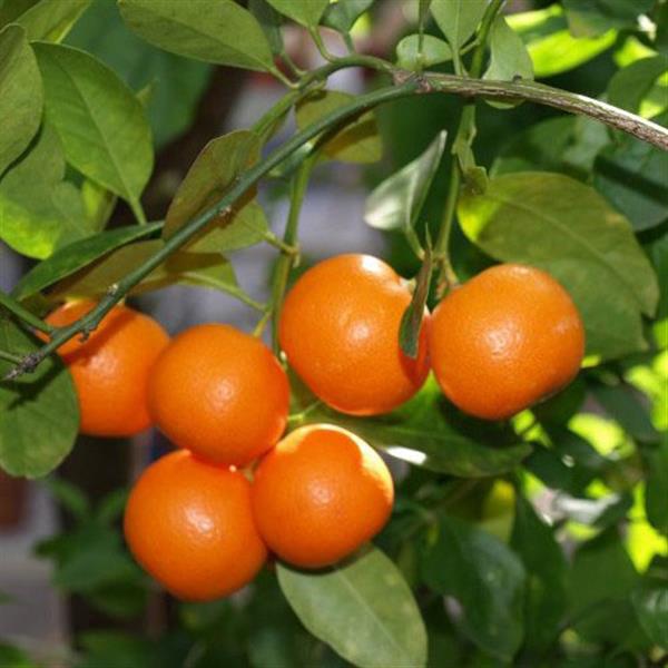 7595-plantnurseryonline-kinnow-citrus-plant_800x.jpg