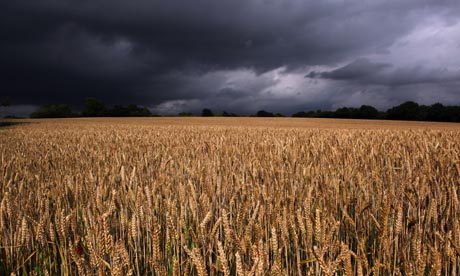 7940-Field-of-wheat-0071.jpg