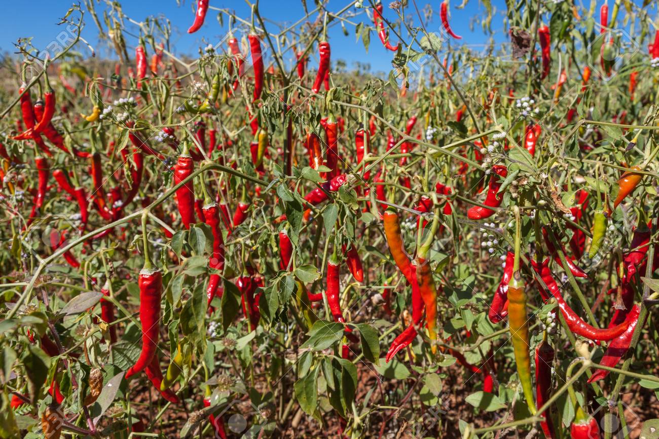 7941-chilli.jpg