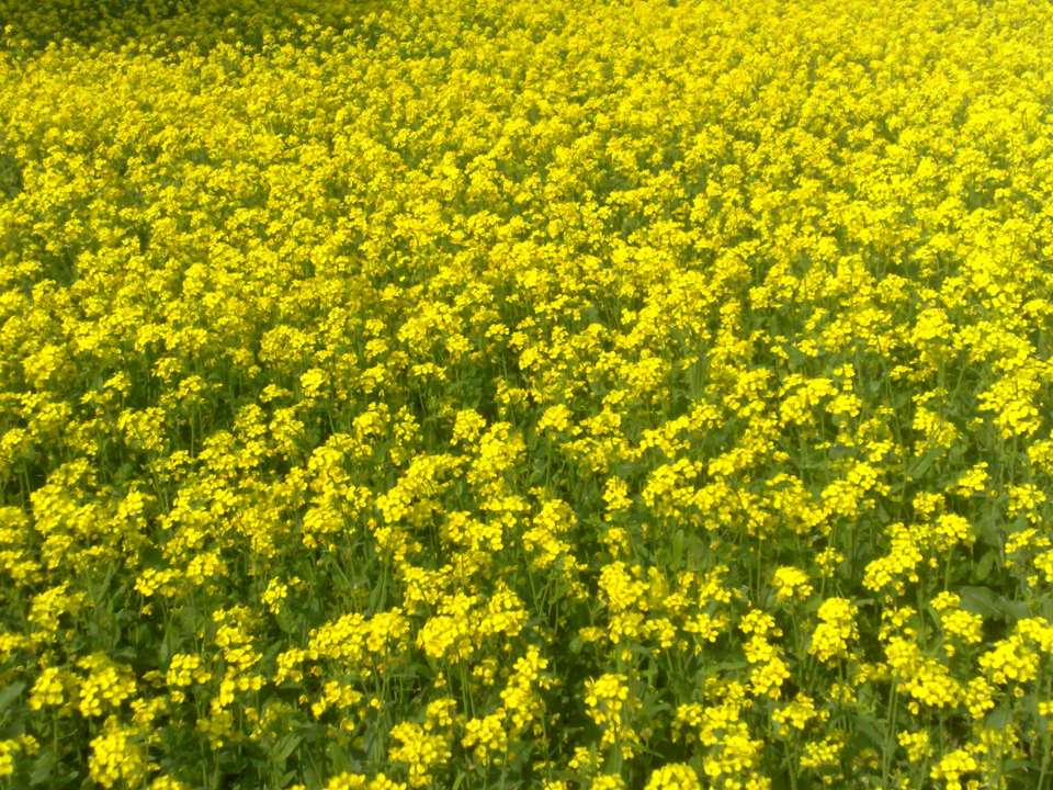 7959-Mustard_plant_bangladesh.jpg