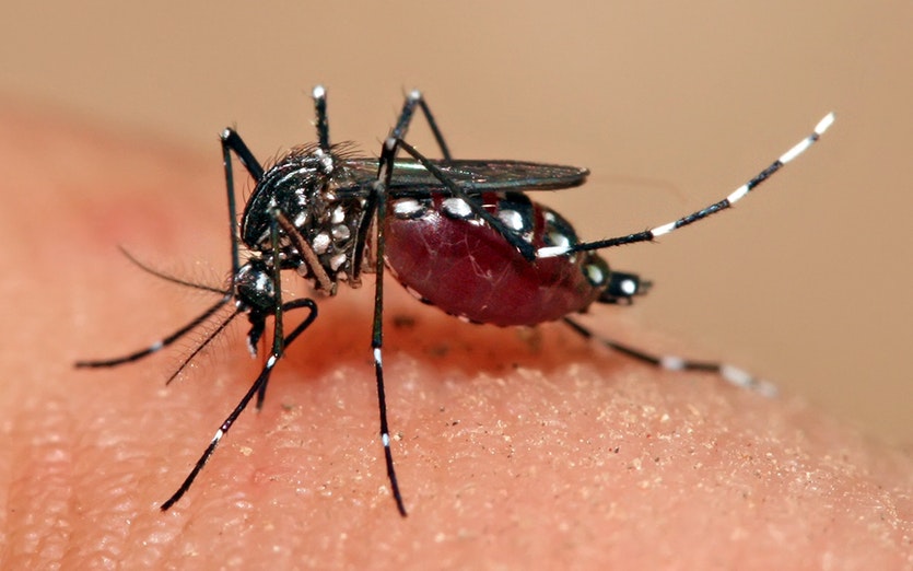 8035-dengue.jpg  