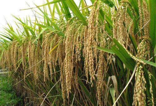 8742-basmati.jpg