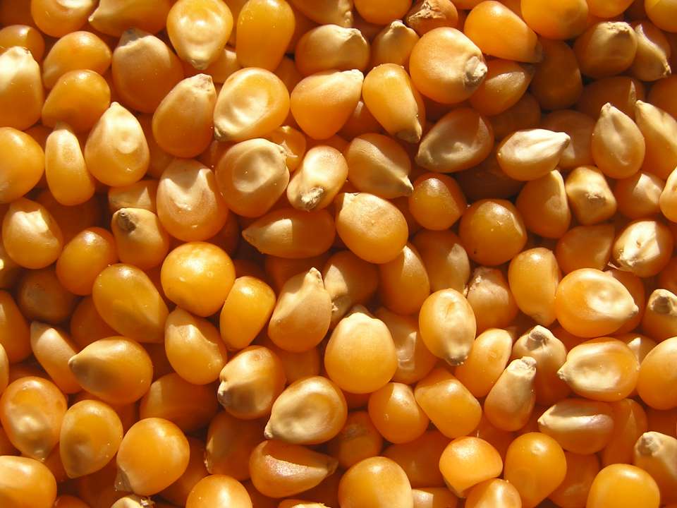 9057-maize_seeds.jpg