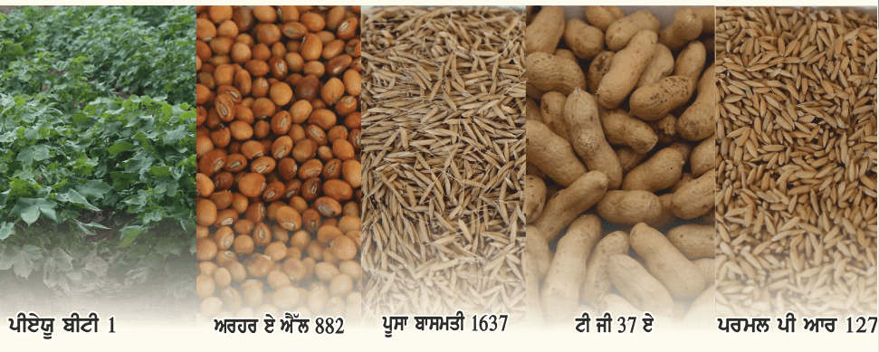 9078-varieties.png