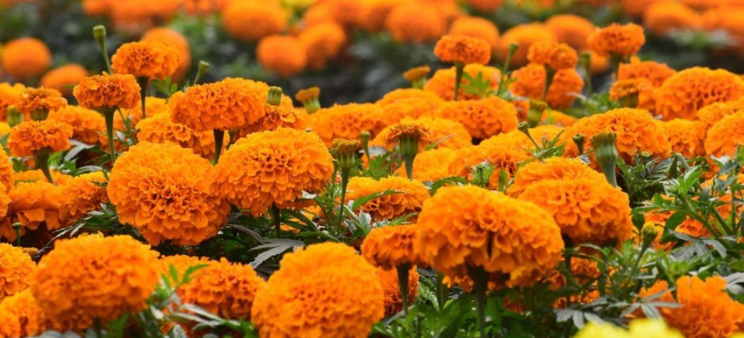 9324-marigold.jpg 