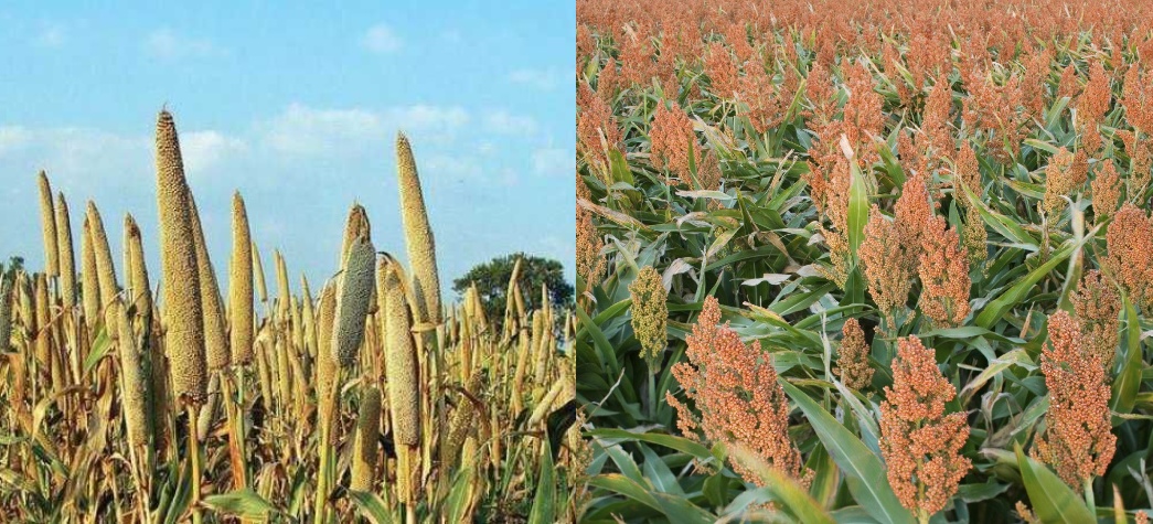 9788-sorghum_and_millet.jpg