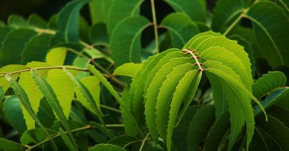 9791-neem_f.jpg