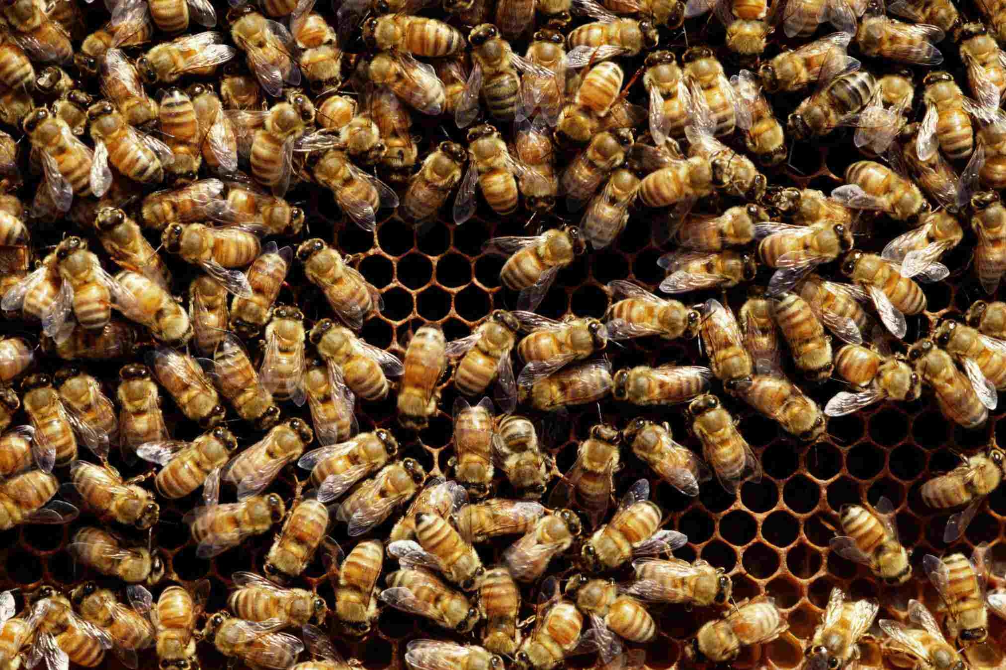 1055-beekeeeping.jpg