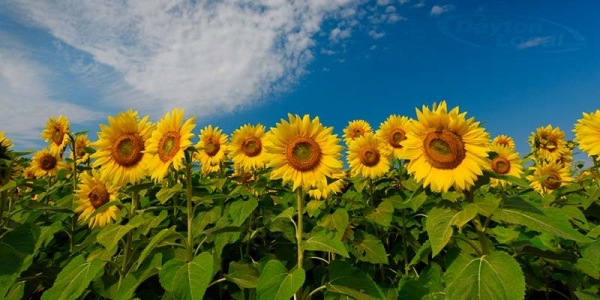1353-sunflowers-in-centerville-ohio.jpg