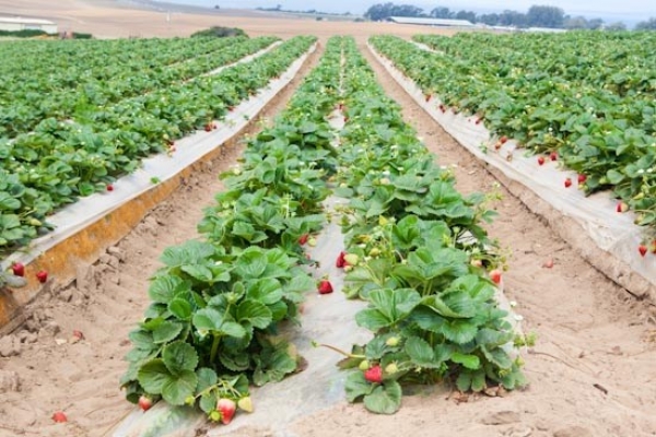 1504-strawberry-farm.jpg
