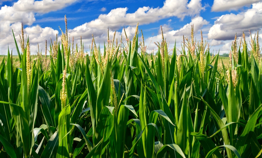 1892-Corn-Field.jpg