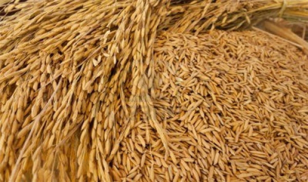 1911-paddy_seeds.jpg   