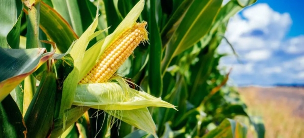 2108-maize.jpg