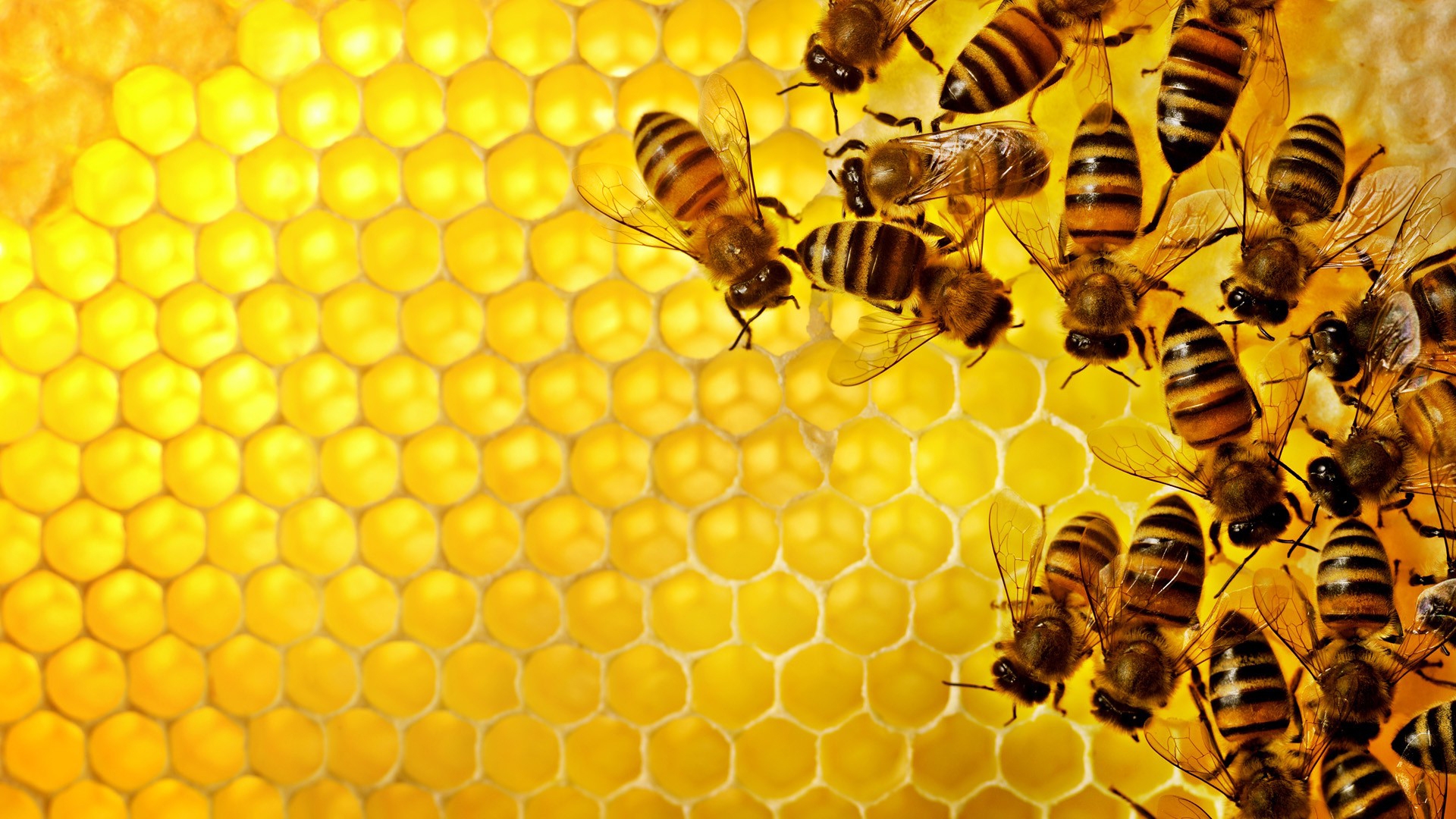 2821-Bees-on-Honeycomb.jpg