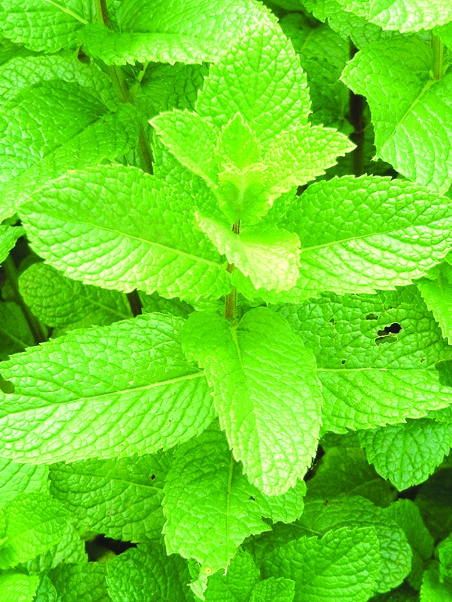 2829-Mentha.jpg