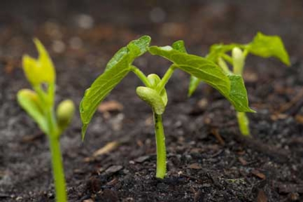 2946-moong.jpg 2946-moong.jpg