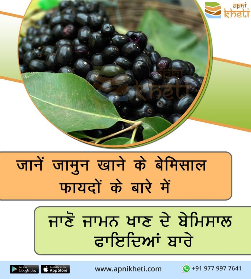 3314-jamun.jpg