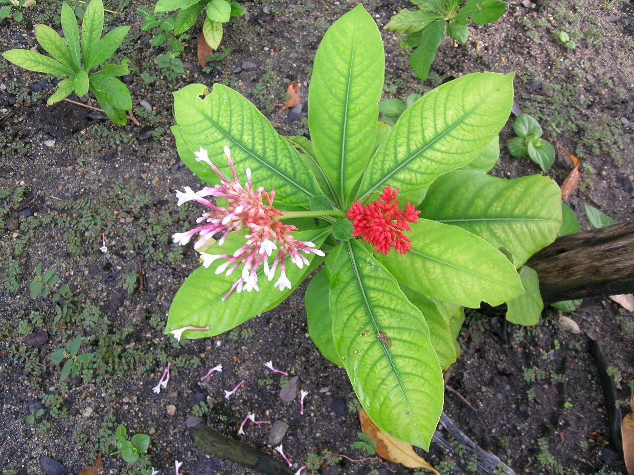 3470-Sarpagandha-Rauwolfia-Serpentina-Plant.jpg