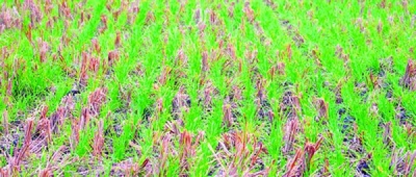 3481-wheat.jpg 