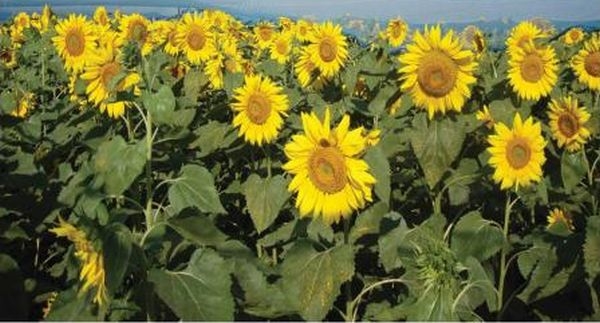 3484-Centre-emphasises-on-promoting-sunflower-area-and-production.jpg  