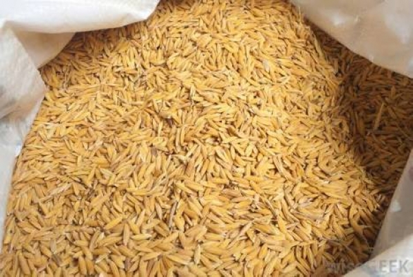 4234-paddy-rice-155.jpg