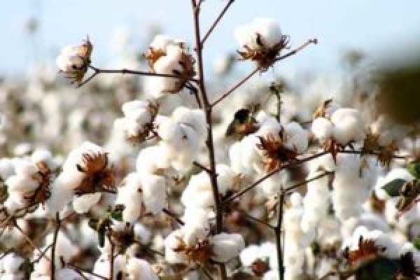 4496-cotton.jpg