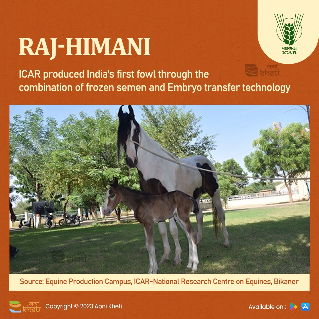 4587-India’s-First-horse-foal-produced-through-the-combination-of-frozen-semen-and-Embryo-transfer-technologies.jpg  