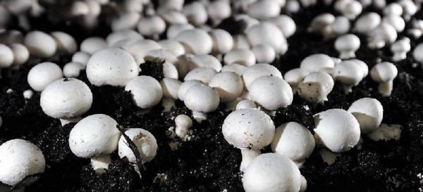 4834-button_mushroom_12oct_update.jpg 4834-button_mushroom_12oct_update.jpg