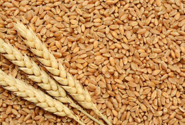 4848-fresh-wheat-crop-500x500.jpg  