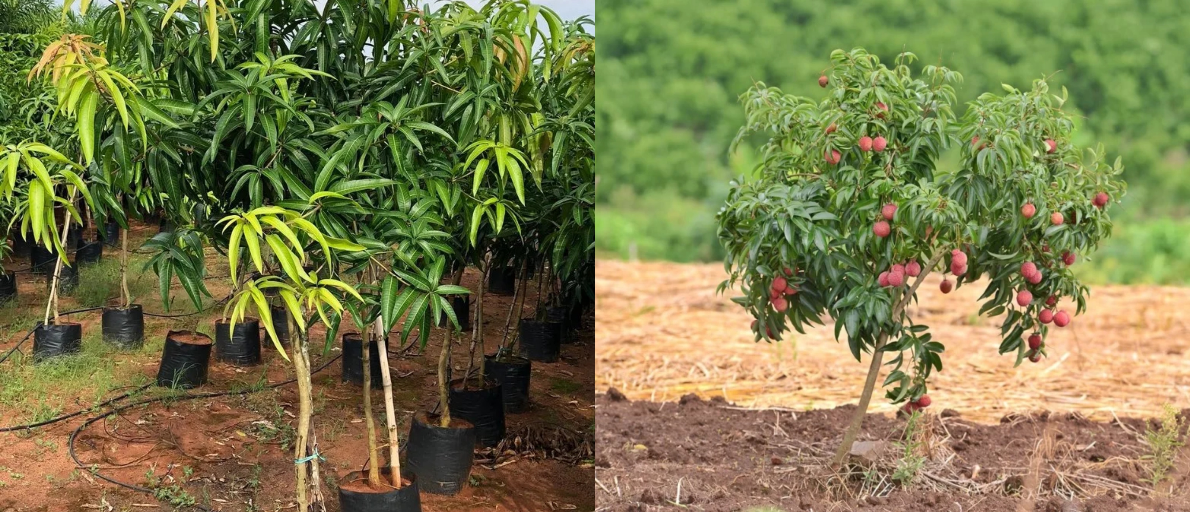 5480-Mango_&_Litchi.jpg 