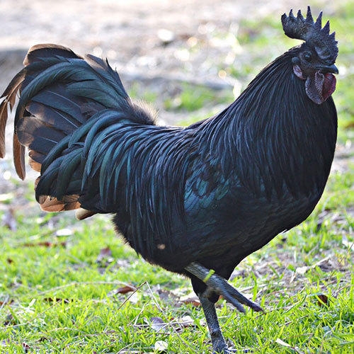 5624-kadaknath-chicken-500x500.jpg 