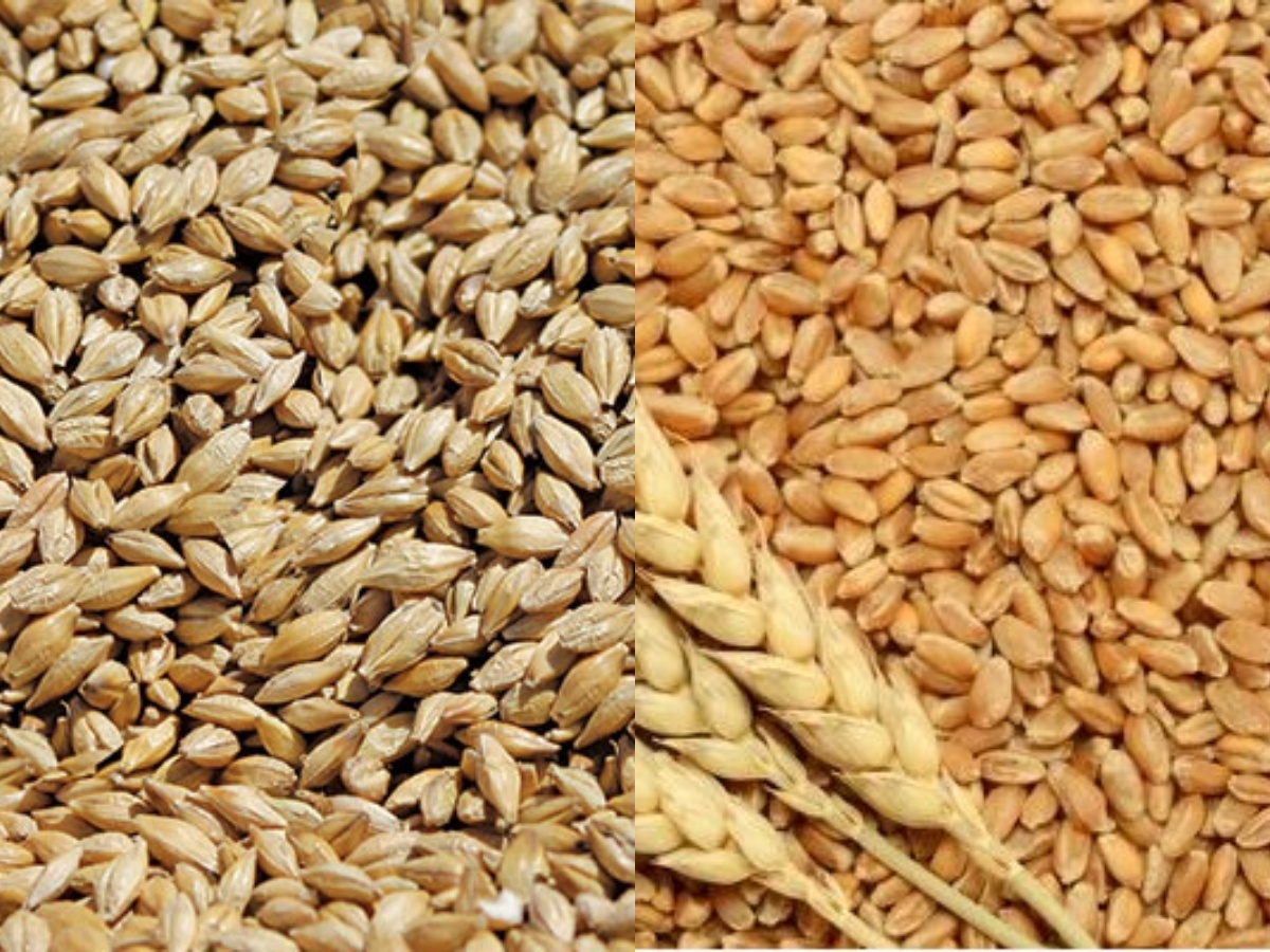 5815-Wheat_and_Barley.jpg   