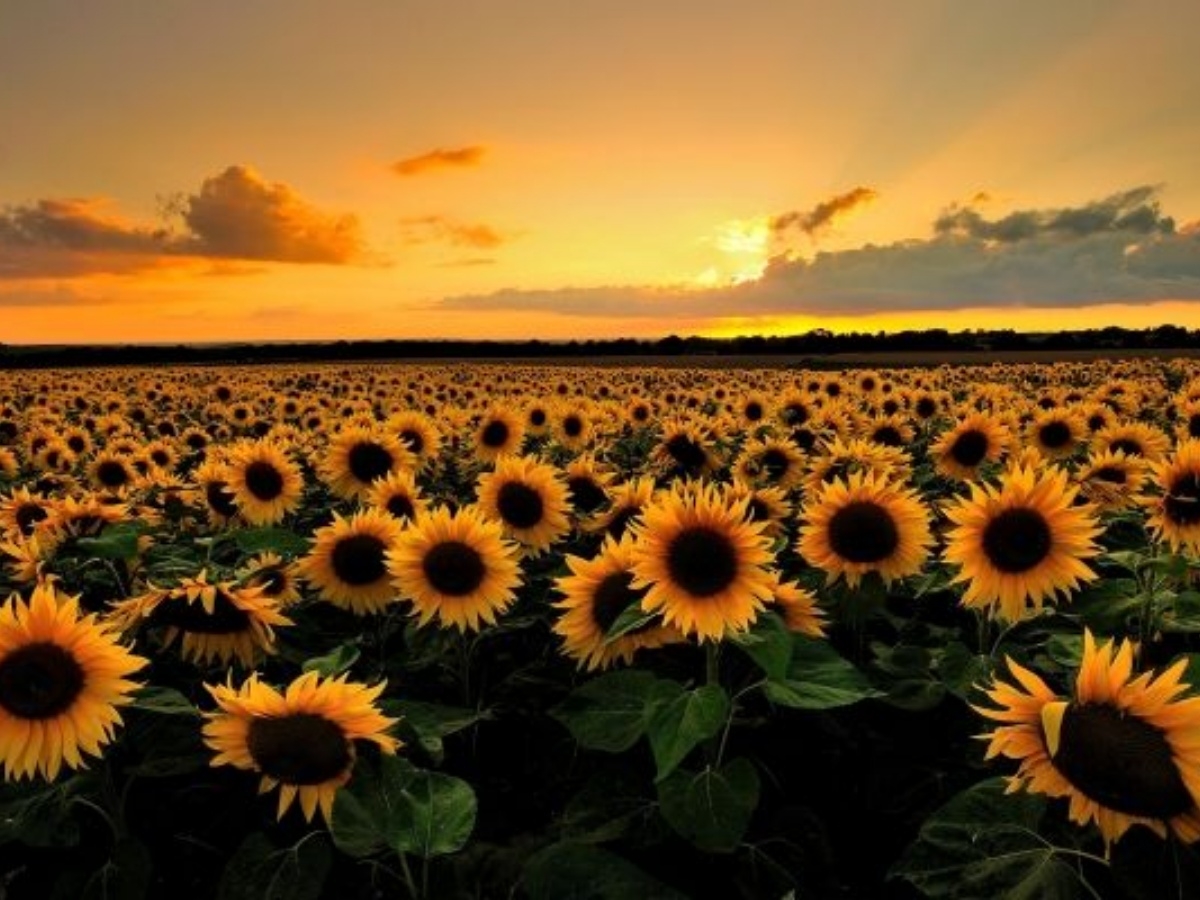 643-sunflowers.jpg