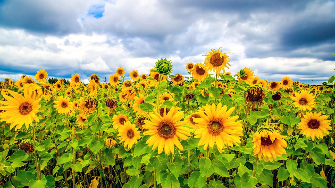6631-sunflowers.jpg 6631-sunflowers.jpg