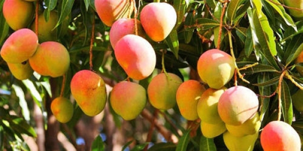 6682-mango.jpg