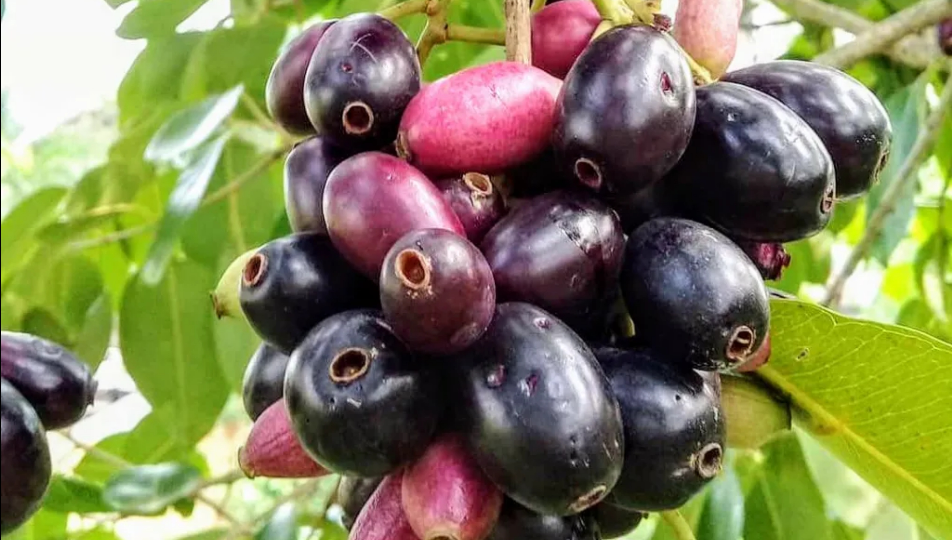 7151-jamun.jpg   