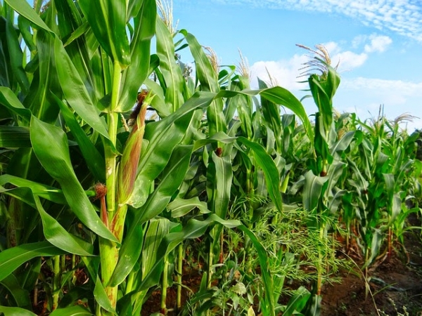 7172-Maize-Plantation.jpg