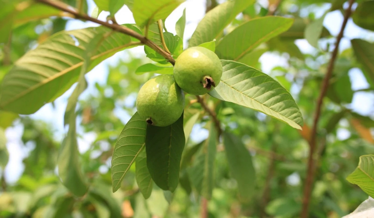 7679-Guava-tree-feature-compressed.jpg   