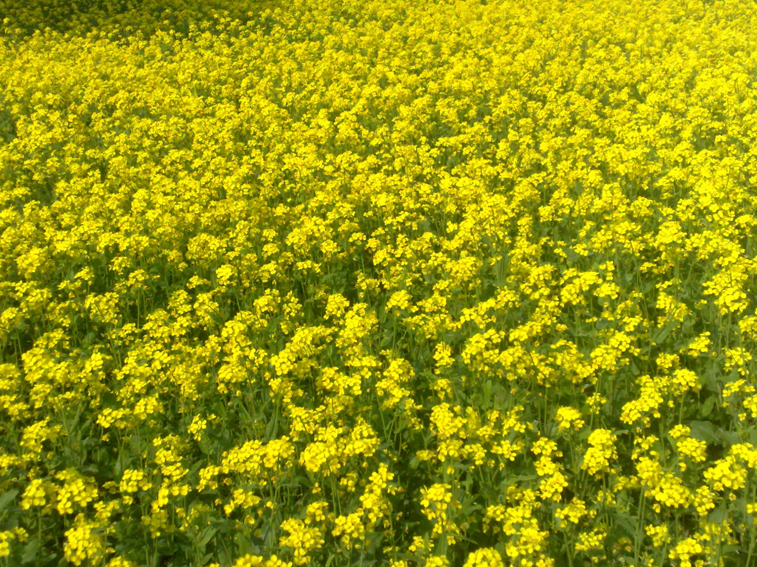 7959-Mustard_plant_bangladesh.jpg