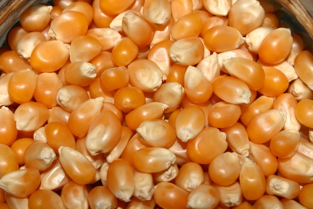 8347-maize_seed_.jpg