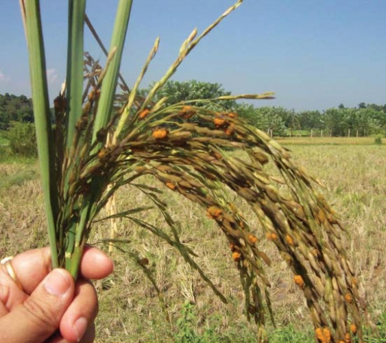 8474-jhanda.jpg
