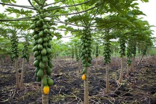8530-papeya.jpg