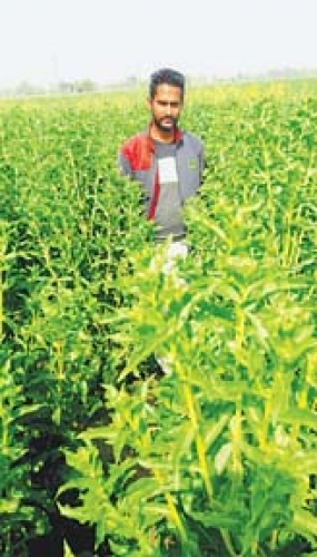 8738-kesar.jpg