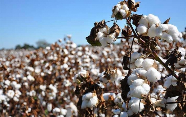 8741-cotton_variety.jpg 