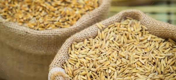 9829-rice_seeds_06th_may.jpg 