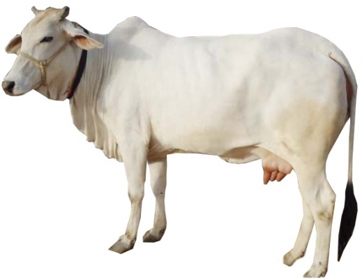 Tharparkar Cow | Animal Rearing | Apni Kheti
