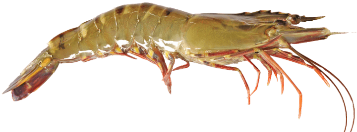 Tiger Shrimp Fish Punjab